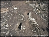 Roccamonfina_orme_(02).JPG