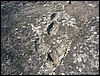 Roccamonfina_orme_(05).JPG