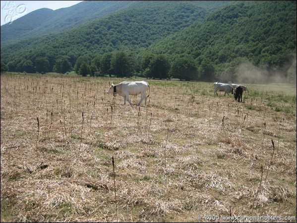 Clicca sull'immagine per ingrandire alla dimesione originale