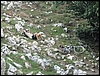 BraciataPartenio_20lug08_(31).jpg
