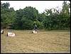 03_28giu09_BikePark_(09).jpg